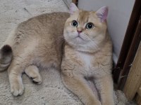 Güzel 1 kedidir BSH NY11 Golden