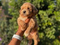 Maltipoo yavrular Teacup bebekleri