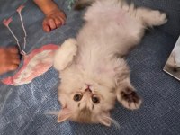 Erkek british longhair yavrumuz
