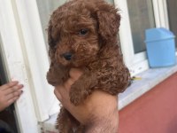 4 Aylik Erkek Poodle