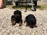 Üst segment dişi erkek rottweiler bebekler