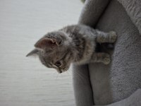 British shorthair erkek sahiplendirme