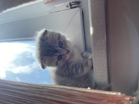 Scottish fold gri aslan kedimiz