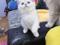 Safkan Silver Chinchilla rengi yavrular Catteryden