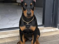 Kalite Duruşlu Aşıları Tam Estetikli Doberman Yavrular