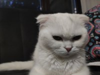 10 aylık dişi scottish fold