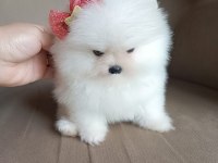 Pomeranian Boo iki aylık erkek köpeğimiz