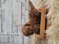 Minik poodle kurabiyeler