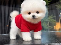 Orjinal Pomeranian Boo