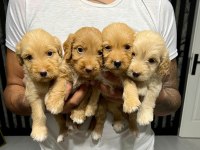 MALTİPOO YAVRULAR 4 DİŞİ 3 ERKEK