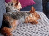 Yorkshire terrier can dostlara yuva arıyoruz