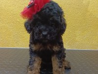 Poodle Ve Maltipoo Yavrularımız Yeni Yuvasını Arıyor