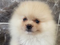 Tea cup pomerian
