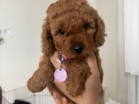 Acil Sahiplendirilecek Yavru Toy Poodle