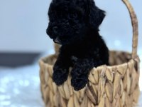Siyah toy poodle yavrularımız
