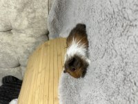 Minik ginepig bebeklerimiz