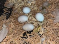 Yavru alınmış albino white face çift sultan papağanı
