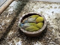 Yavru sevda papağanları