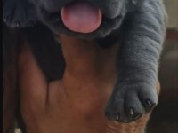 Cane Corso 2 Aylık Köpekler