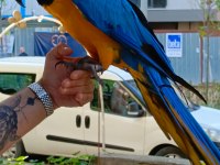 FULL EVCİL SARI LACİVERT MACAW PAPAĞANIMIZ GELMİŞTİR