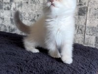 British shorthair dişi kedimiz