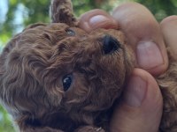 Teacup poodle aileden sahiplendirilecek baba kore