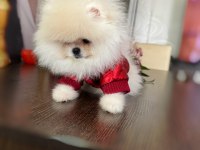 2 TEACUP POMERANİAN AYICIKLAR