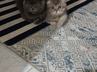 Scottish fold erkek yavru kedimiz