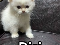 British shorthair yavrularımız