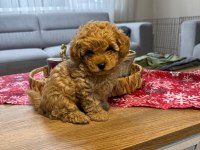 Kore Poodle Yavru