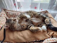 EN USLU EFENDİ TEKİR KEDİM