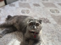 Sahiplendirilecek Kedimiz Sadece Malzemeleri Ücretlidir