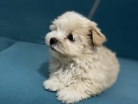 Böyle güzel maltipoo yavrum olsun istiyorsan ulaşabilirsin