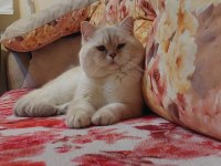 Secereli 60 günlük dişi yavrularımız british shorthair
