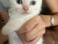 Beyaz british shorthair