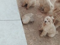 Chow chow