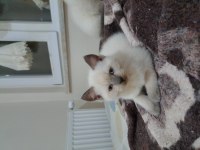 British shorthair ve scottish blue point yavrular