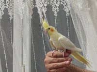Erkek sultan papağanı lutino konuşuyor 4 ve 5 aylık