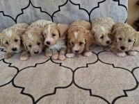 Sağlıklı orjinal maltipoo
