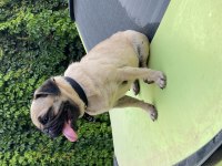 Safkan dişi pug gaziantep