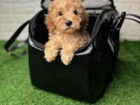 ÇANTA DOLUSU MALTİPOO YAVRULARI