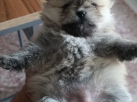 Pomeranian Boo Erkek Ve Dişi Yavrularımız