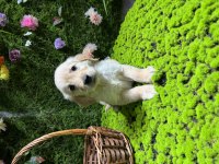 Golden Retriever Cinsi Bebekler