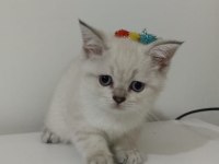 Ücretsiz british shorthair sahiplendirme