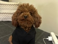 Kore Poodle Eşleşme İlanı