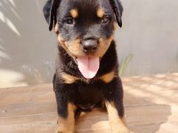 Koca kafalı rottweiler yavruları
