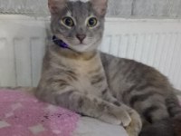 Kayıp kedimizin ilanı