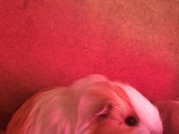Sheltie ginepig