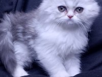 3 aylık tuvalet eğitimli persian yavru