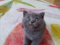 Son scottish fold yavrular